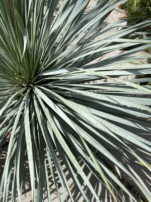 Yucca Rostrata (Palmlelie) 130cm - afbeelding 3