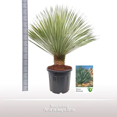 Yucca rostrata (Palmlelie) 130cm - afbeelding 2