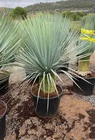 Yucca rostrata (Palmlelie) 150cm - afbeelding 1