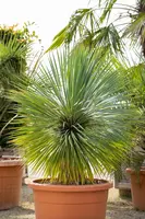 Yucca rostrata (Palmlelie) - afbeelding 3