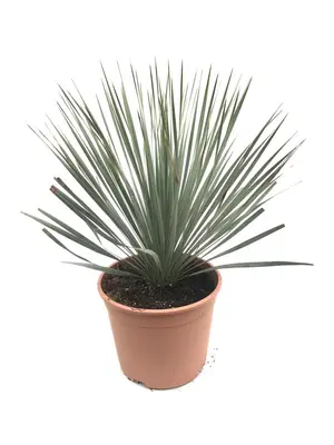Yucca rostrata (Palmlelie) - afbeelding 1