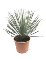 Yucca rostrata (Palmlelie) - afbeelding 1