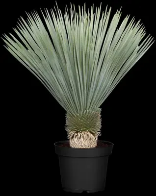 Yucca rostrata (Palmlelie) - afbeelding 2