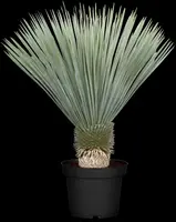 Yucca rostrata (Palmlelie) - afbeelding 2