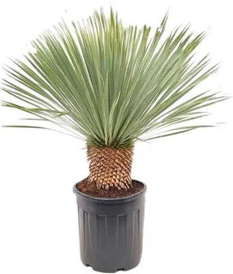 Yucca rostrata (Palmlelie) - afbeelding 1