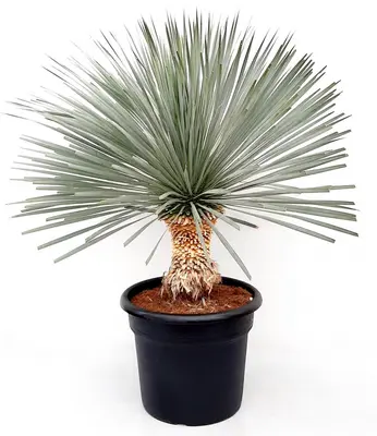 Yucca rostrata (Palmlelie) - afbeelding 1