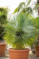 Yucca rostrata (Palmlelie) 60cm - afbeelding 2