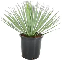 Yucca rostrata (Palmlelie) 60cm - afbeelding 1