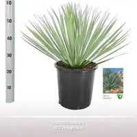 Yucca rostrata (Palmlelie) 60cm - afbeelding 3