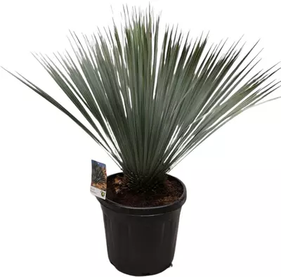 Yucca rostrata (Palmlelie) 70 cm - afbeelding 1