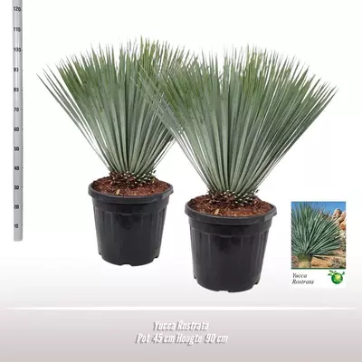 Yucca rostrata (Palmlelie) 70 cm - afbeelding 2