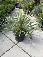 Yucca Rostrata (Palmlelie) - afbeelding 1