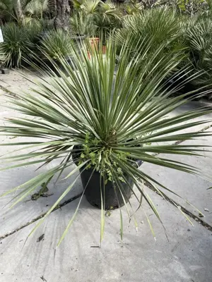 Yucca Rostrata (Palmlelie) - afbeelding 2