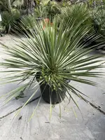Yucca Rostrata (Palmlelie) - afbeelding 2
