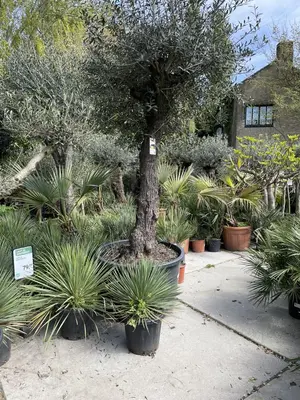 Yucca Rostrata (Palmlelie) - afbeelding 3