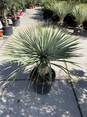 Yucca Rostrata (Palmlelie) p45 h110cm - afbeelding 2