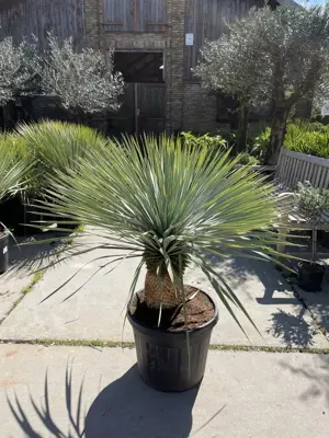 Yucca Rostrata (Palmlelie) p45 h110cm - afbeelding 3