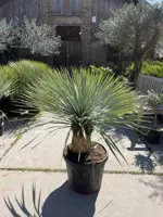 Yucca Rostrata (Palmlelie) p45 h110cm - afbeelding 3