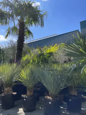 Yucca Rostrata (Palmlelie) p45 h110cm - afbeelding 4