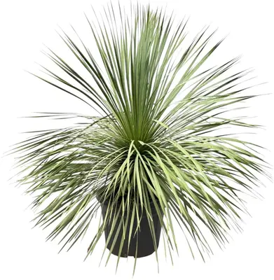 Yucca Rostrata (Palmlelie) p45 h110cm - afbeelding 1
