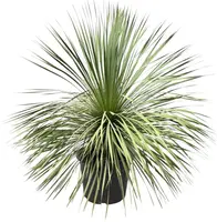 Yucca Rostrata (Palmlelie) p45 h110cm - afbeelding 1
