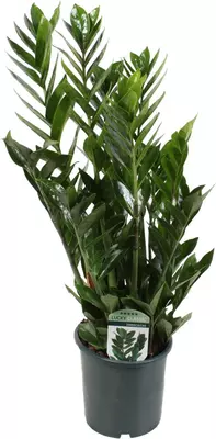 Zamioculcas (Emeraldpalm) 60 cm - afbeelding 1