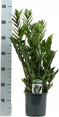 Zamioculcas (Emeraldpalm) 60 cm - afbeelding 3