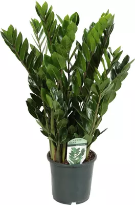 Zamioculcas (Emeraldpalm) 60 cm - afbeelding 2