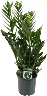 Zamioculcas (Emeraldpalm) 60cm - afbeelding 1