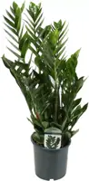 Zamioculcas (Emeraldpalm) 60cm - afbeelding 1