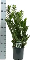 Zamioculcas (Emeraldpalm) 60cm - afbeelding 3