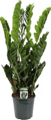 Zamioculcas (Emeraldpalm) 85cm - afbeelding 1