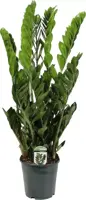Zamioculcas (Emeraldpalm) 85cm - afbeelding 1