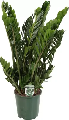 Zamioculcas (Emeraldpalm) 85cm - afbeelding 2