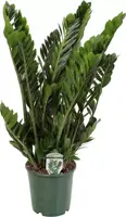 Zamioculcas (Emeraldpalm) 85cm - afbeelding 2