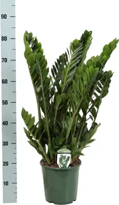 Zamioculcas (Emeraldpalm) 85cm - afbeelding 3