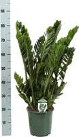 Zamioculcas (Emeraldpalm) 85cm - afbeelding 3