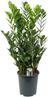 Zamioculcas p27 h100 - afbeelding 1