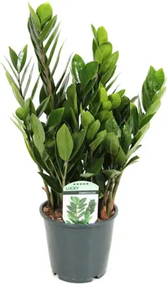 Zamioculcas zamiifolia (Kamerpalm) 40cm - afbeelding 1