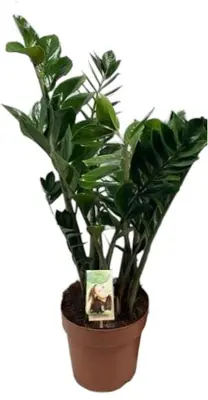 Zamioculcas zamiifolia (Zamioculcas) 70cm - afbeelding 1