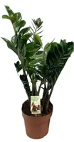 Zamioculcas zamiifolia (Zamioculcas) 70cm - afbeelding 1