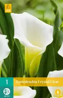 Zantedeschia crystal clear 1 stuks - afbeelding 1