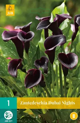 Zantedeschia dubai nights 1 stuks - afbeelding 1