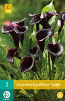 Zantedeschia dubai nights 1 stuks - afbeelding 1
