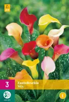 Zantedeschia mix 3 stuks