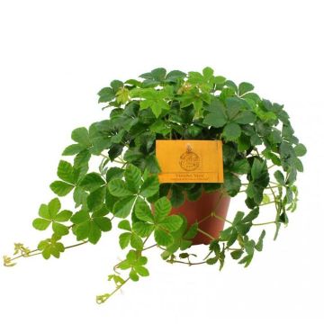Parthenocissus striata (Suikerdruifje) 20cm