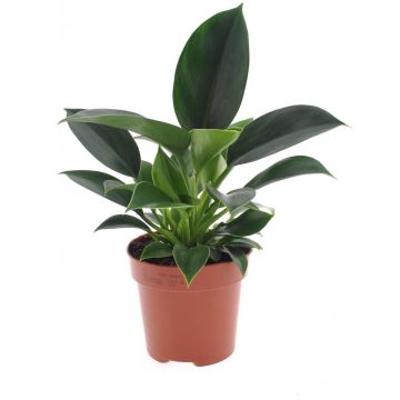 Philodendron 'green princess' 25cm