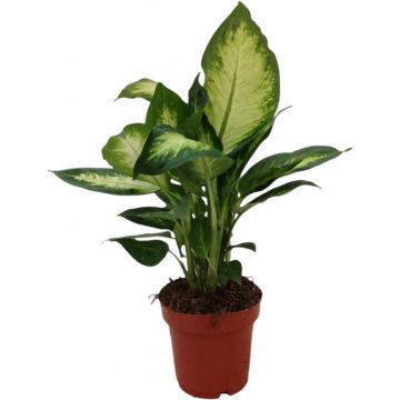 Dieffenbachia camilla (Dief van Bagdad) 30cm