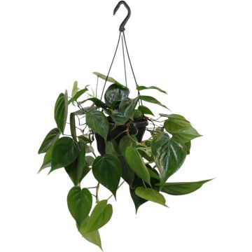 Philodendron scandens 40cm