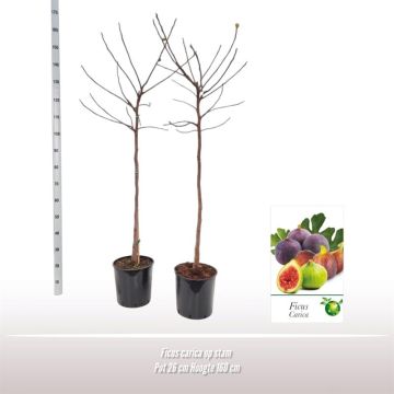 Ficus carica (Vijg) 150cm